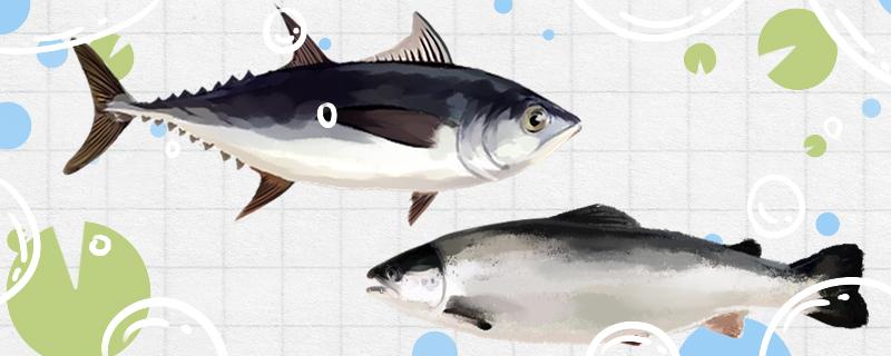 金枪鱼和三文鱼有什么区别哪个更好 黑白双星鱼
