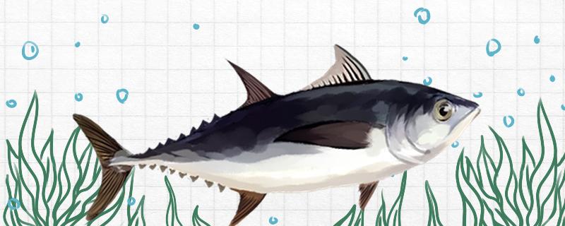 金枪鱼是淡水鱼吗，是什么鱼