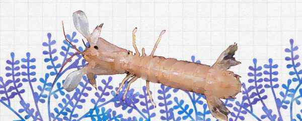 皮皮虾是虾类的吗，是什么动物