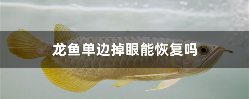 龍魚單邊掉眼能恢復(fù)嗎 紅魔王銀版魚