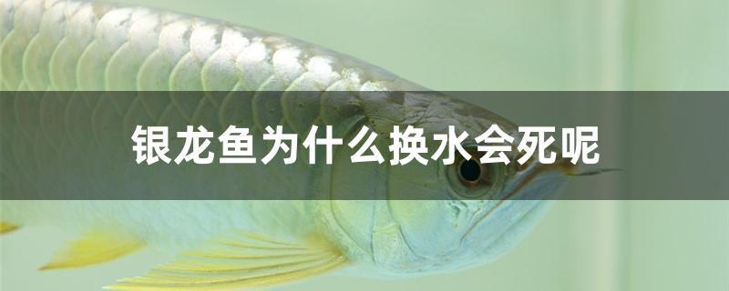 银龙鱼为什么换水会死呢 祥龙水族护理水