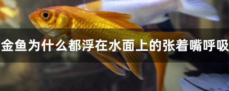 金魚(yú)為什么都浮在水面上的張著嘴呼吸 朱巴利魚(yú)