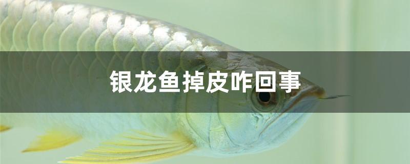 銀龍魚(yú)掉皮咋回事 白子金龍魚(yú)