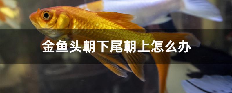 金魚頭朝下尾朝上怎么辦 祥龍水族護(hù)理水