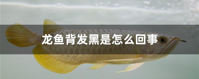 龍魚背發(fā)黑是怎么回事