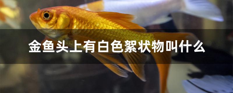 金魚頭上有白色絮狀物叫什么 賽級(jí)紅龍魚