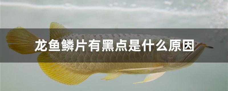 龍魚鱗片有黑點(diǎn)是什么原因