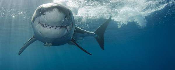 成年鲨鱼有多少颗牙齿