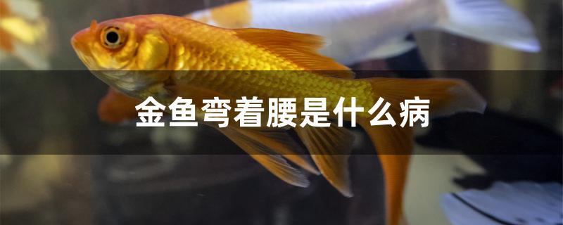 金鱼弯着腰是什么病