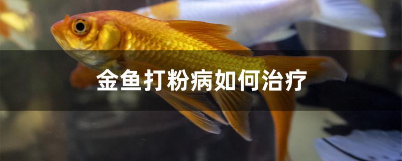 金鱼打粉病如何治疗