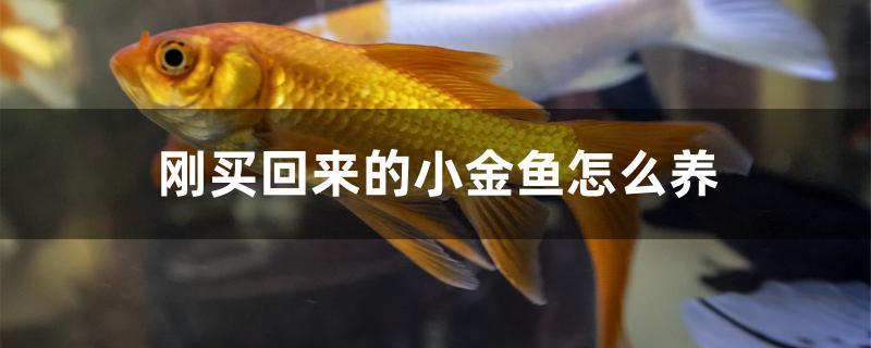 剛買回來的小金魚怎么養(yǎng) 白子紅龍魚