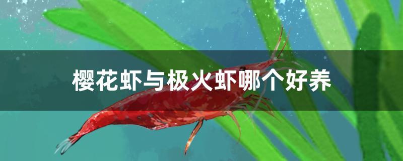 樱花虾与极火虾哪个好养