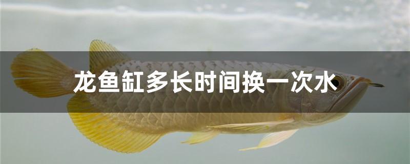 龍魚缸多長時(shí)間換一次水 馬來西亞貓山王榴蓮