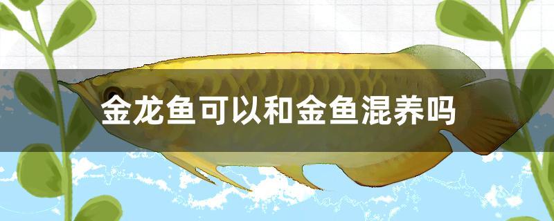 金龍魚可以和金魚混養(yǎng)嗎 元寶鳳凰魚