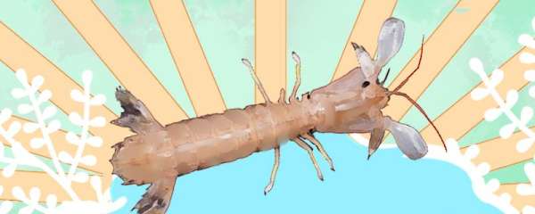 皮皮虾是海里的吗，在淡水中能活多久