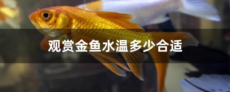 觀賞金魚水溫多少合適 慈雕魚