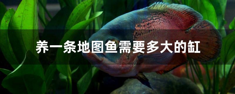 养一条地图鱼需要多大的缸