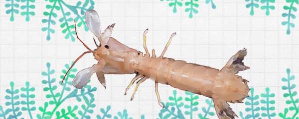 皮皮虾淡水可以养活吗，怎么养殖