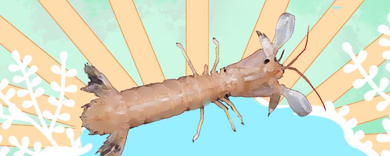 皮皮虾养殖技术，皮皮虾喂食方法