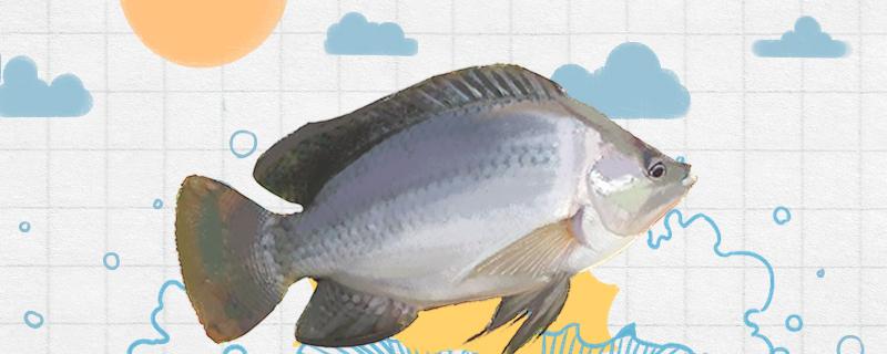 The difference between tilapia and sunfish, and the method of selecting tilapia