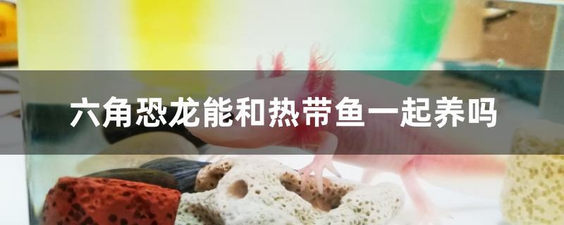 六角恐龙能和热带鱼一起养吗 白子银龙苗（黄化银龙苗）