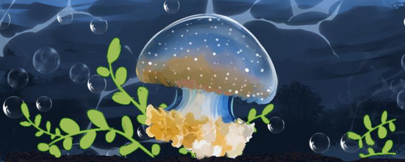 What does jellyfish look like and can it be farmed