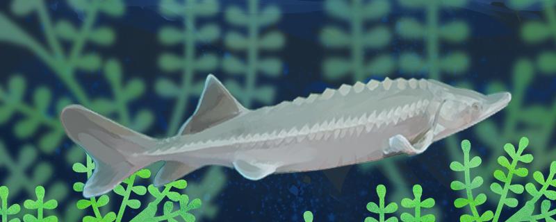 Can sturgeon live without oxygen? Is it good to feed
