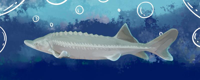 Is sturgeon good to feed and how to raise it