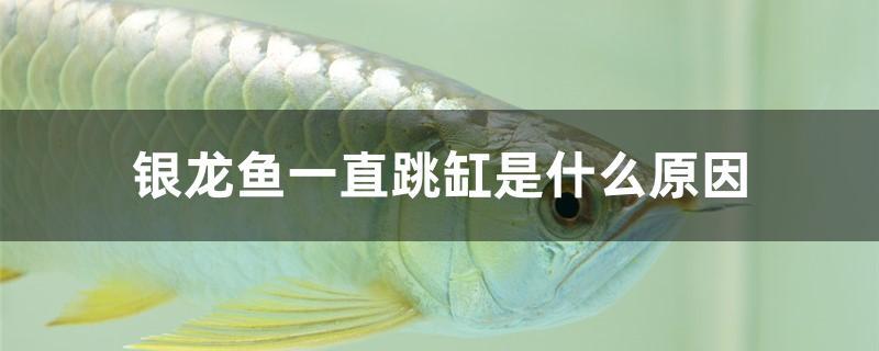 銀龍魚一直跳缸是什么原因