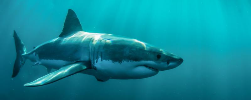How big, heavy and long are great white sharks