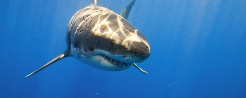 サメの歯の長さ