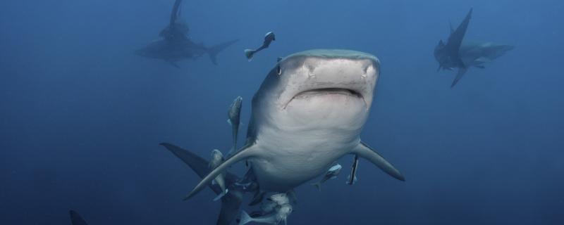 サメは歯が抜けるのか