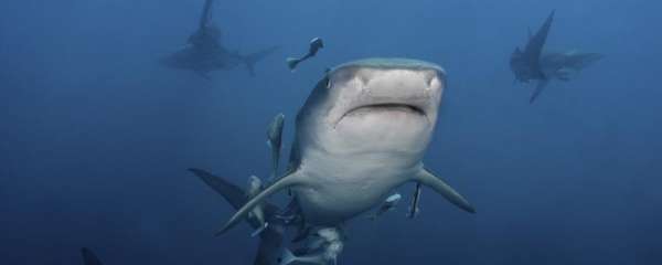 鲨鱼会掉牙吗