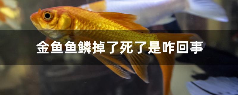 金魚(yú)魚(yú)鱗掉了死了是咋回事