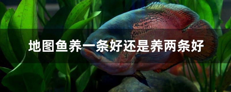 地图鱼养一条好还是养两条好
