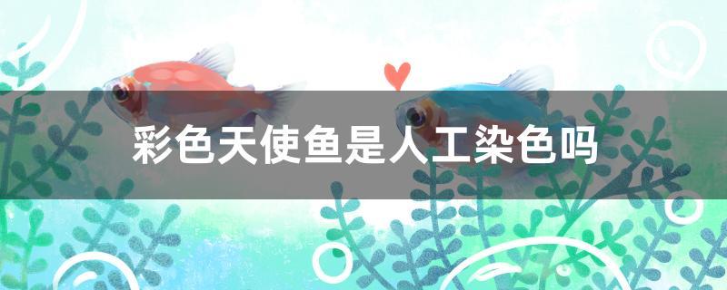 彩色天使鱼是人工染色吗