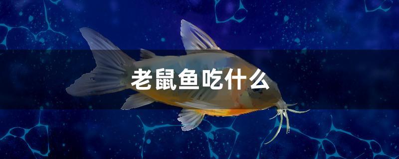 老鼠魚吃什么