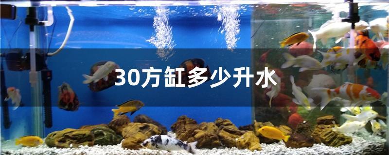 30方缸多少升水 白子金龍魚