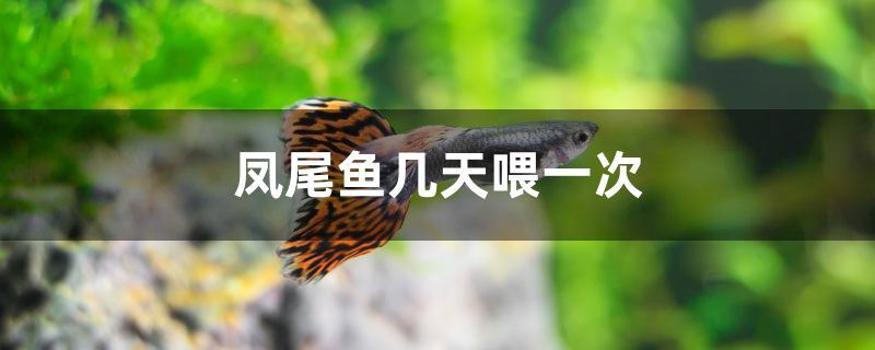 鳳尾魚(yú)幾天喂一次