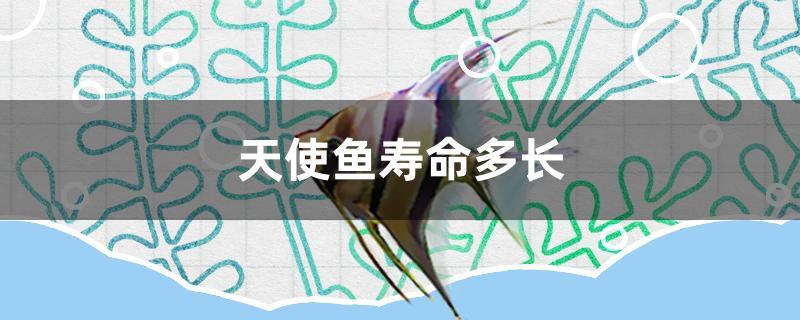 天使鱼寿命多长