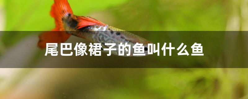 尾巴像裙子的魚叫什么魚