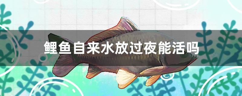 鲤鱼自来水放过夜能活吗