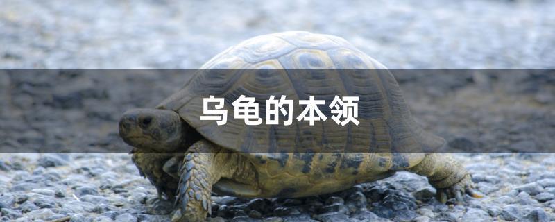 乌龟的本领