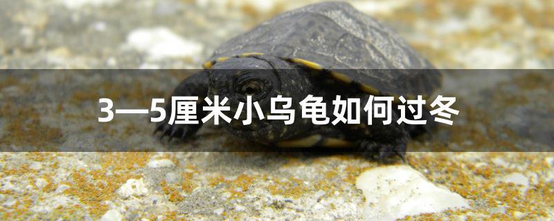 3―5厘米小乌龟如何过冬