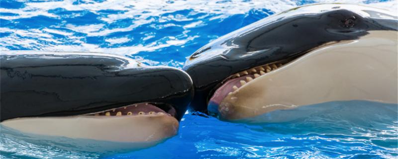 クジラの天敵はどんな動物か