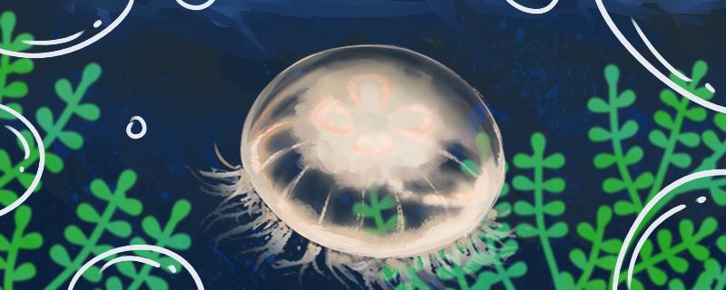 海月水母吃什么食物