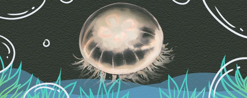 海月水母的特点