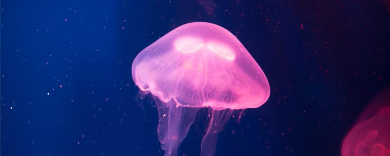 水母会放电吗