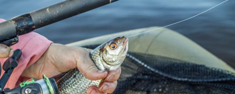 路亞小亮片的安裝方法 紅龍魚魚糧飼料