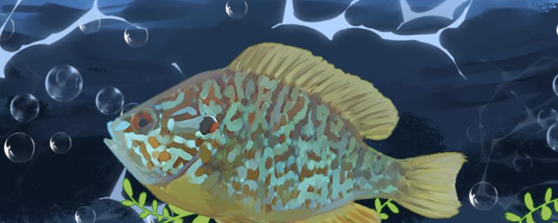 Is sunfish freshwater fish or marine fish, can you live in the sea